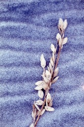 Sea Oats on Sand 121