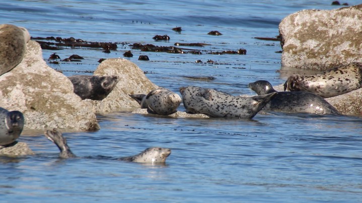 Seal, Harbor (Oregon) 3