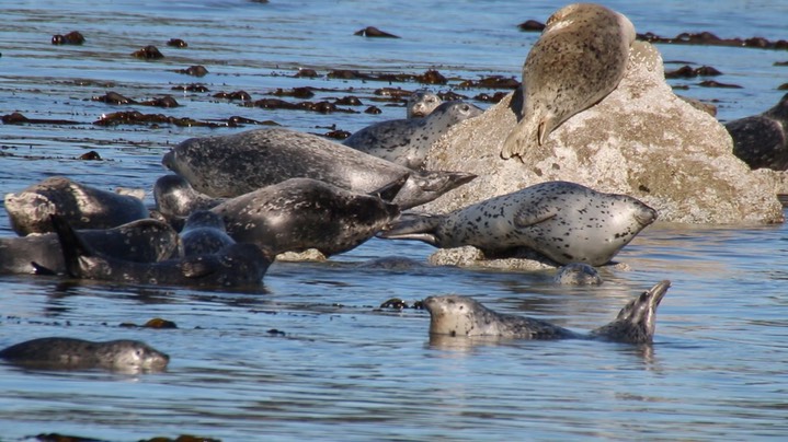 Seal, Harbor (Oregon)