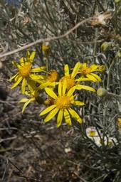 Senecio flaccidus1