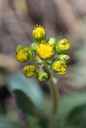  Senecio wootonii, Wooton's Groundsel   Trail 135, 4-18a