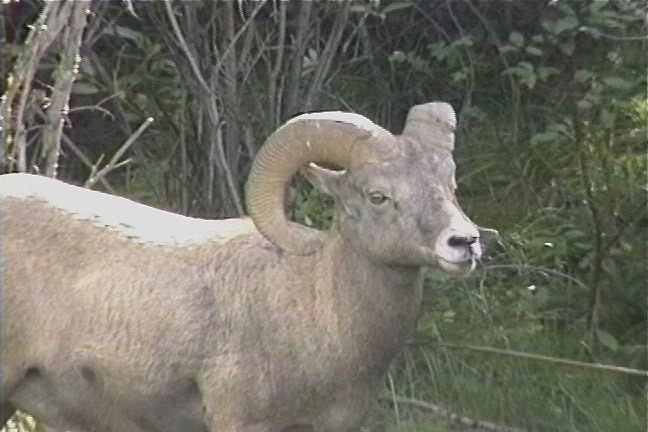 Sheep, Bighorn 3