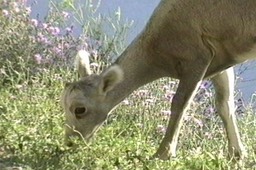 Sheep, Bighorn 5