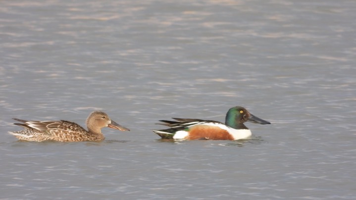 Shoveler, Northern - Kansas 2022 1