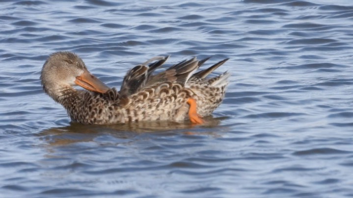 Shoveler, Northern - Kansas 2022 8