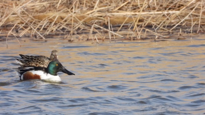 Shoveler, Northern - Kansas 2022  7