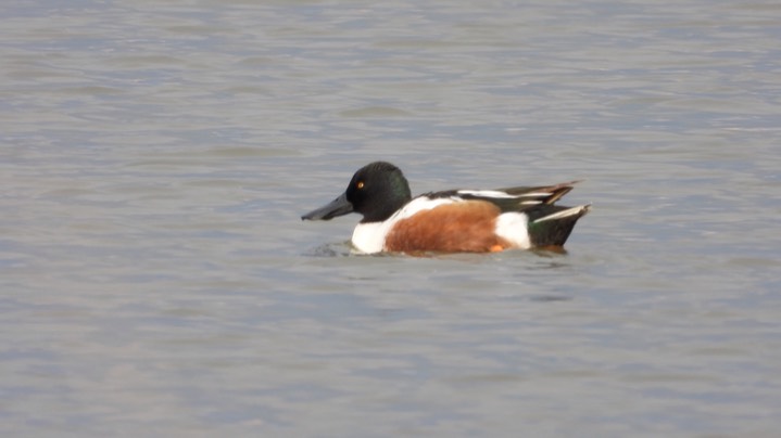 Shoveler, Northern - Kansas 2022 5