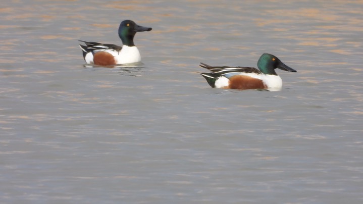 Shoveler, Northern - Kansas 2022 2