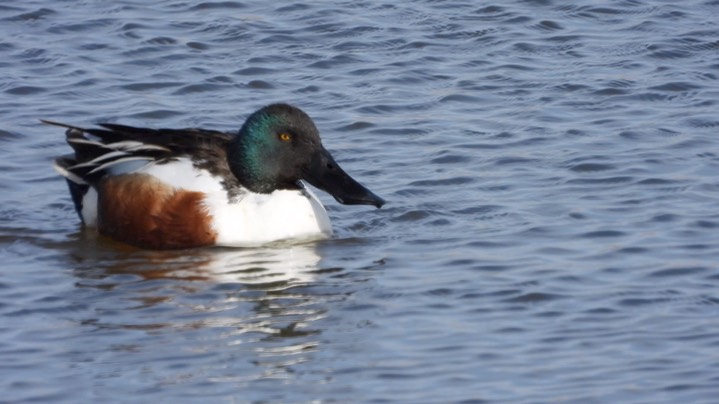 Shoveler, Northern - Kansas 2022 6