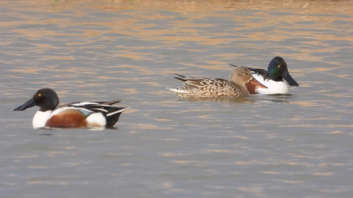 Shoveler, Northern - Kansas 20223