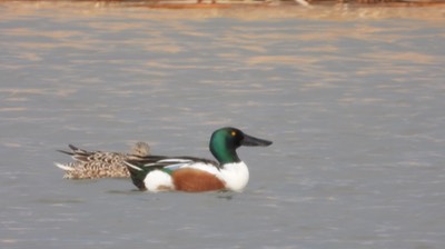 Shoveler, Northern - Kansas 2022 4