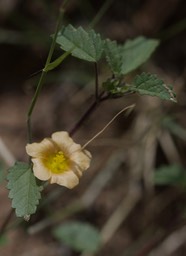 Sida abutifolia, Spreading Mallow1