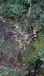 Silene scouleri Hooker (Pringle's Catchfly) (3)