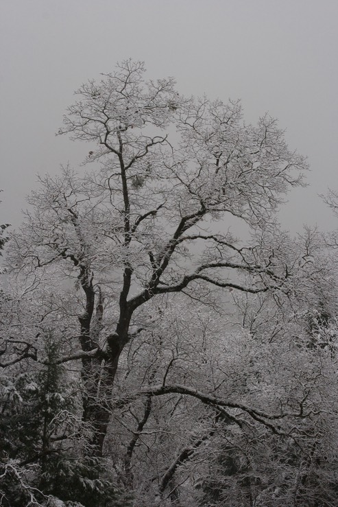 Siskoyou snow