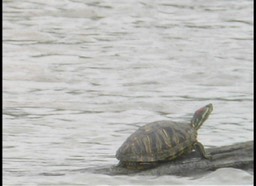 Slider, Red-eared