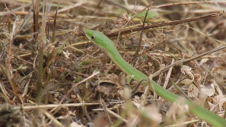 Snake, Rough Green 2