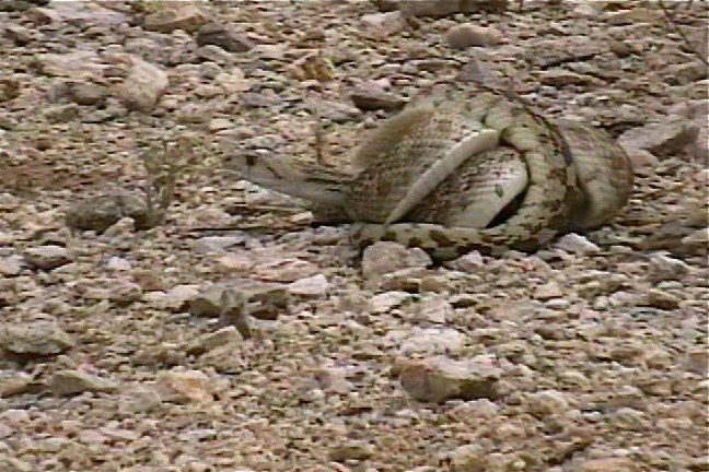 Snake, Sonoran Gopher 1