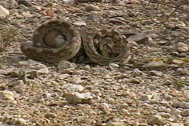 Snake, Sonoran Gopher 2