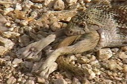 Snake, Sonoran Gopher 7