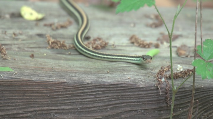 Snake, Western Ribbon