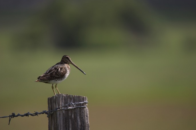 Snipe, Wilson's Oregon2