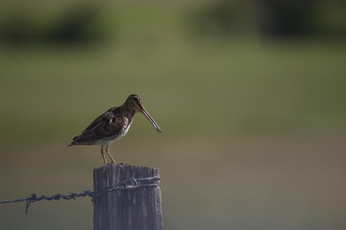 Snipe, Wilson's Oregon6