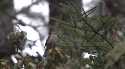 Solitaire, Brown-backed