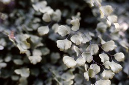 Southern Maidenhair Fern271