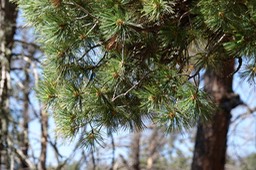 Southwestern White Pine 2