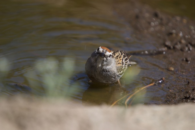 Sparrow, Chipping3