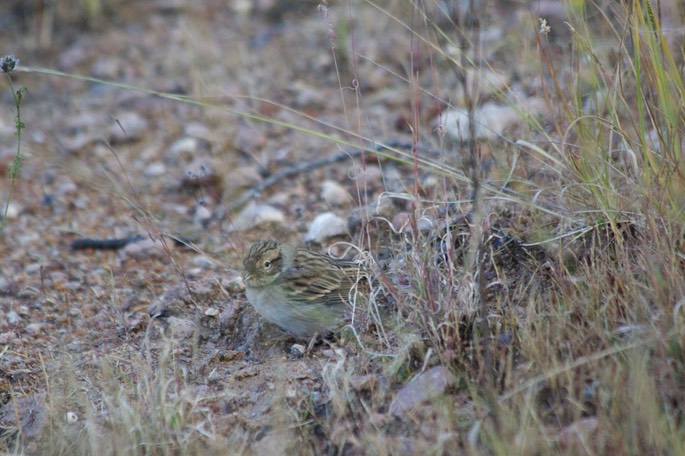 Sparrow, Clay-colored