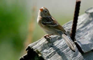 Sparrow, Field Spizella pusilla Stones River 2