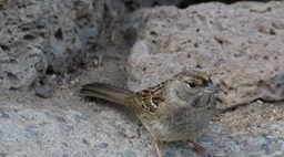 Sparrow, Golden-crowned (Oregon) 1