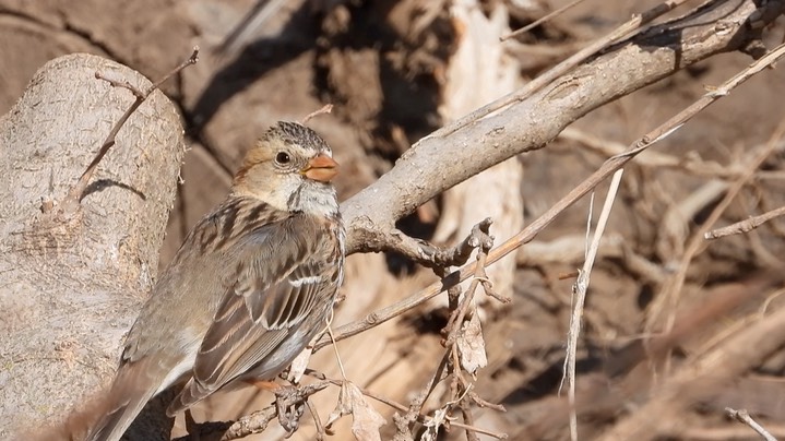 Sparrow, Harris's - Kansas 2022 5