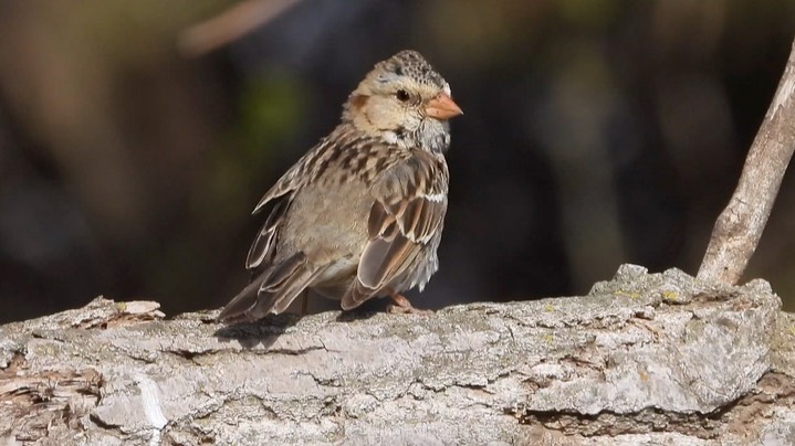 Sparrow, Harris's - Kansas 2022 2