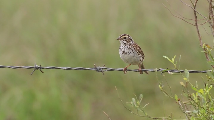 Sparrow, Savannah 6