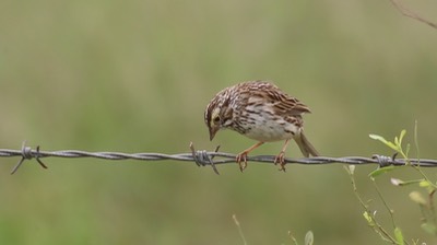 Sparrow, Savannah 7