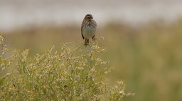 Sparrow, Savannah (Summer Lake, Oregon)