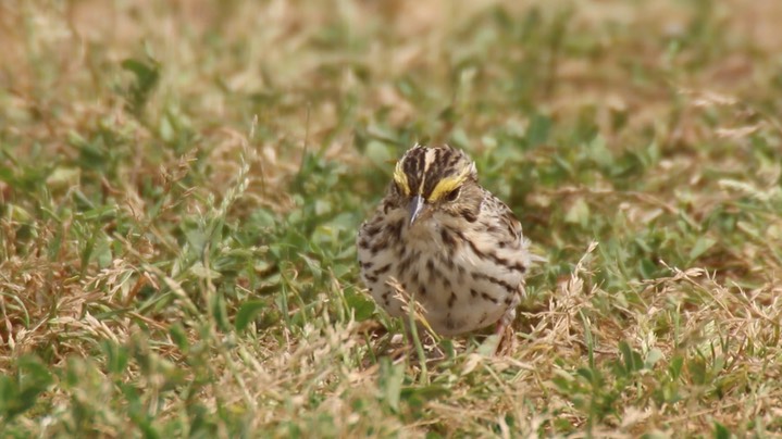 Sparrow, Savannah (Texas) 2