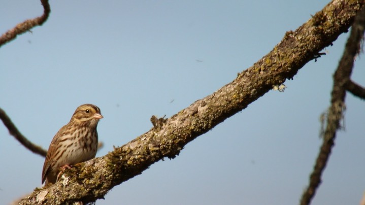 Sparrow, Savannah (Washington)