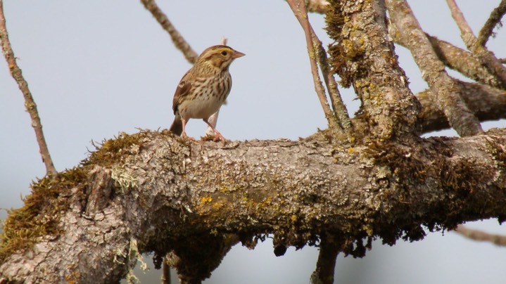 Sparrow, Savannah (Washington)2