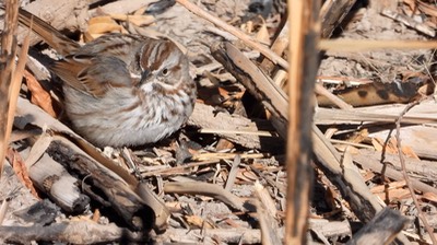 Sparrow, Song NM 2021 1