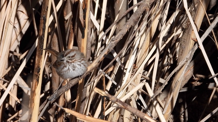 Sparrow, Song NM 2021 3