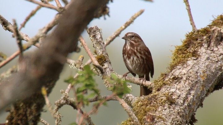 Sparrow, Song (Washington)