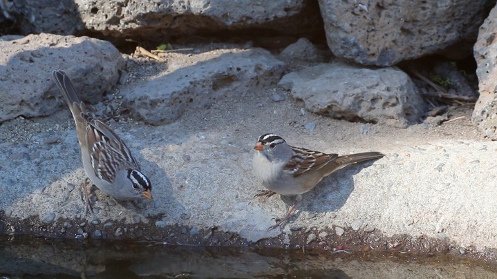 Sparrow, White-crowned (Oregon) 3