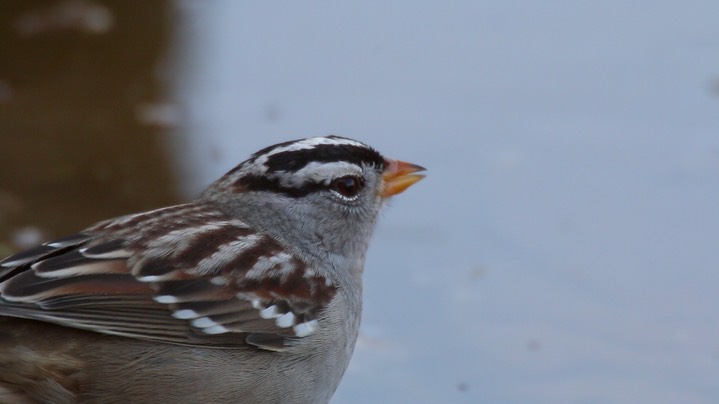 Sparrow, White-crowned (Oregon) 4