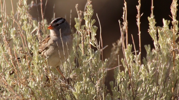 Sparrow, White-crowned (Oregon) 2