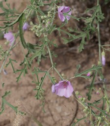 Sphaeralcea coccinea, Scarlet Globemallow3