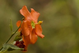 Sphaeralcea fendleri Gray var. fendleri, Fendler Globemallow3