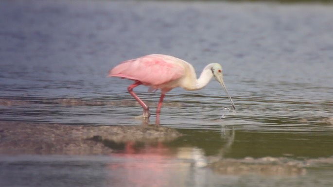 Spoonbill, Roseate 1